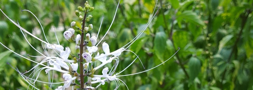 Orthosiphon stamineus  - alimentation grossesse
