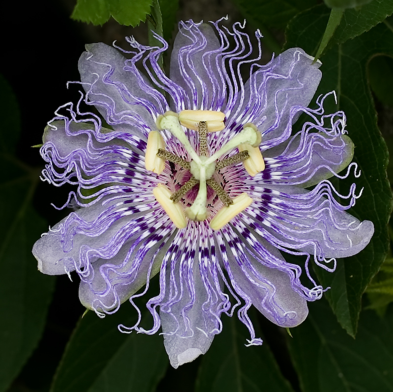 Passiflora Incarnata - alimentation grossesse