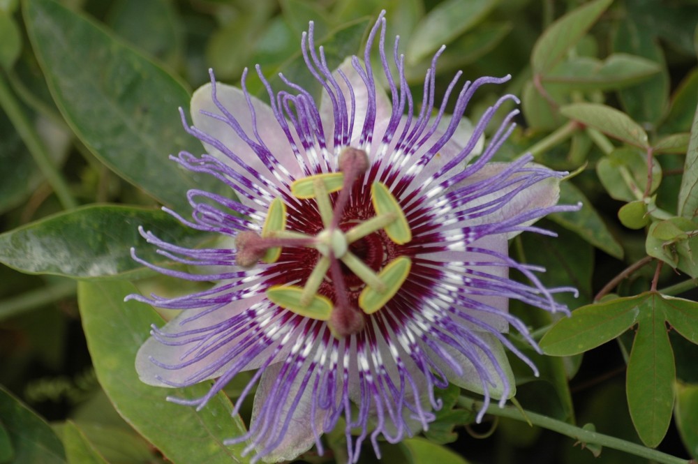 Fleur de la passion  - alimentation grossesse