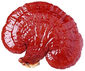 Ganoderma lucidum  - alimentation grossesse