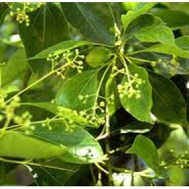 Cinnamomum camphora CT 1,8 cinéole - alimentation grossesse