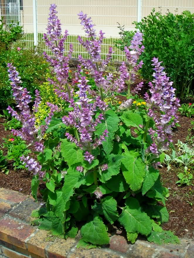 Salvia sclarea  - alimentation grossesse
