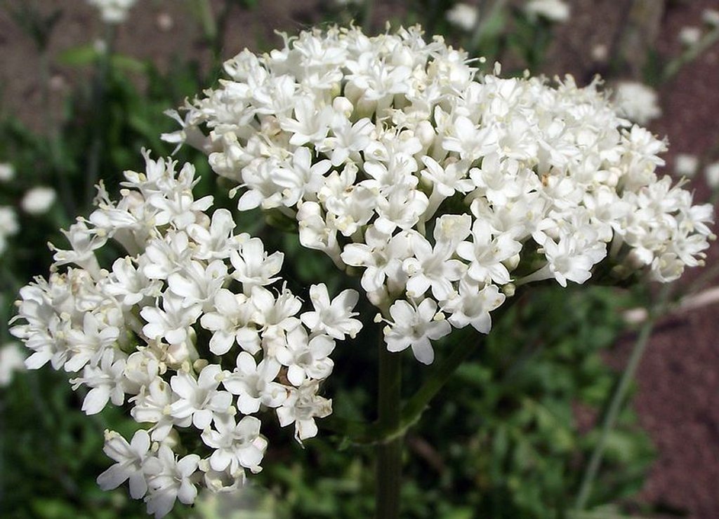 Valériane  - alimentation grossesse