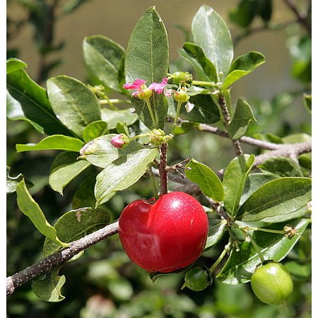 Barbados cherry  - Pregnancy Nutrition