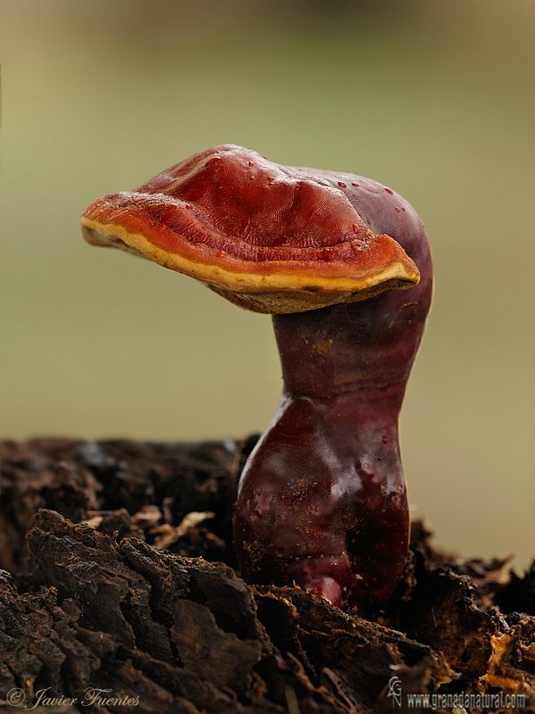 Ganoderma Lucidum  - Pregnancy Nutrition
