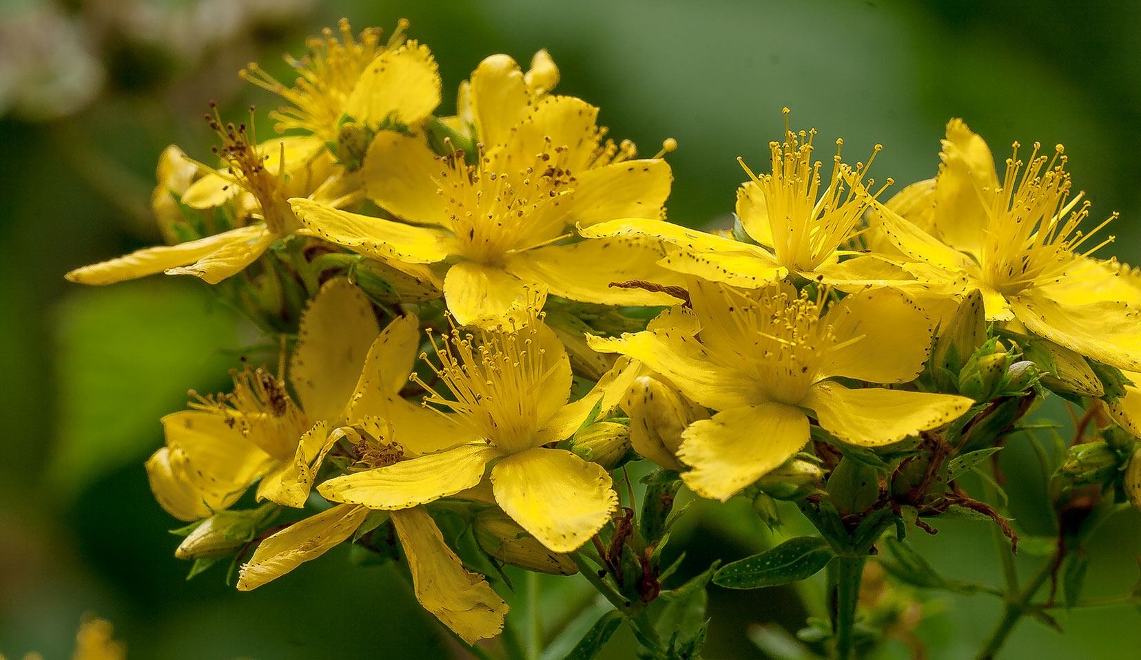 Hypericum perforatum L.  - Pregnancy Nutrition