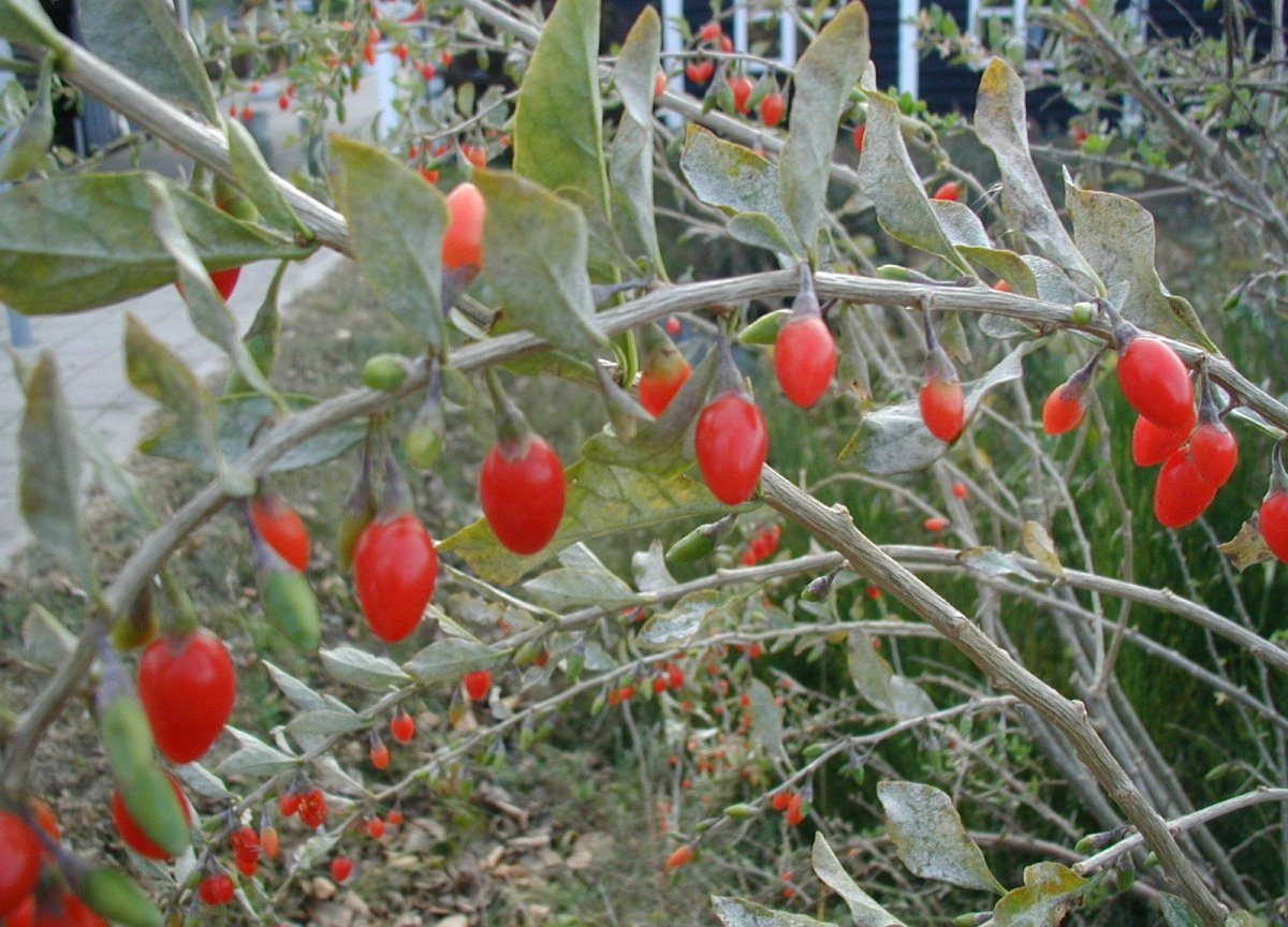 Lycium Barbarum - Pregnancy Nutrition