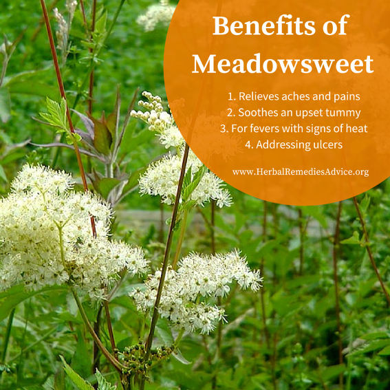 Filipendula Ulmaria  - Pregnancy Nutrition