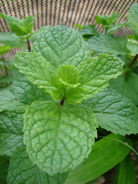 Mint  - Pregnancy Nutrition