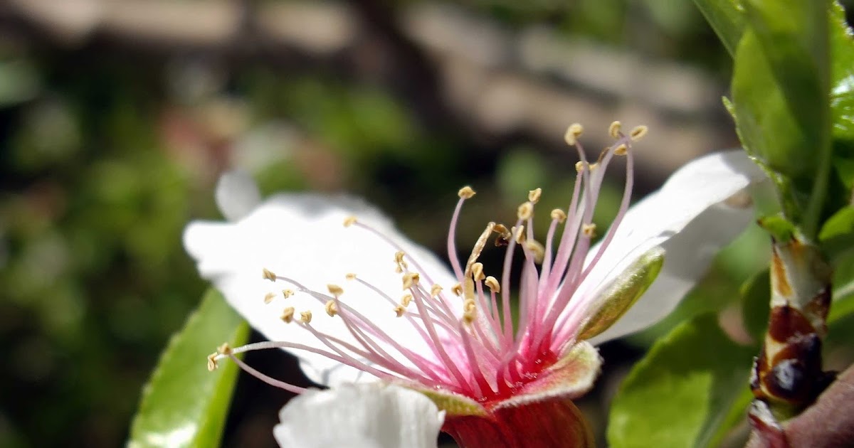 Prunus amygdalus  - Pregnancy Nutrition