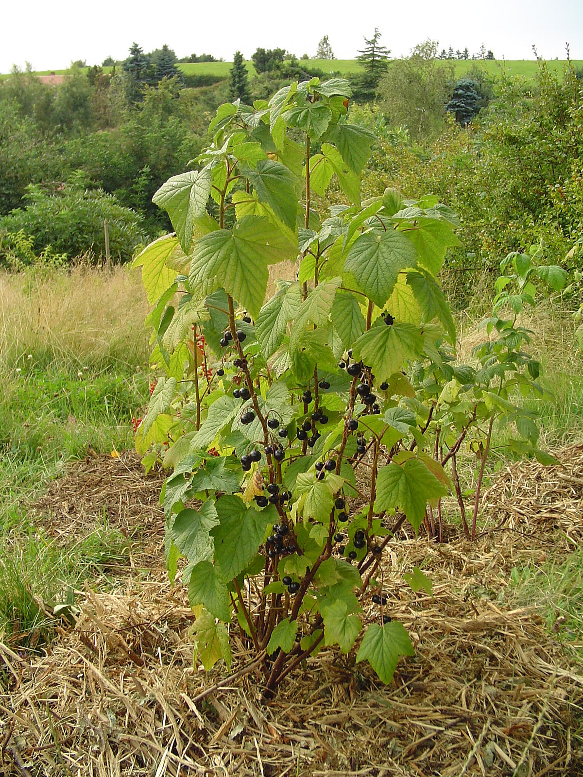 Ribes nigrum L. - Pregnancy Nutrition