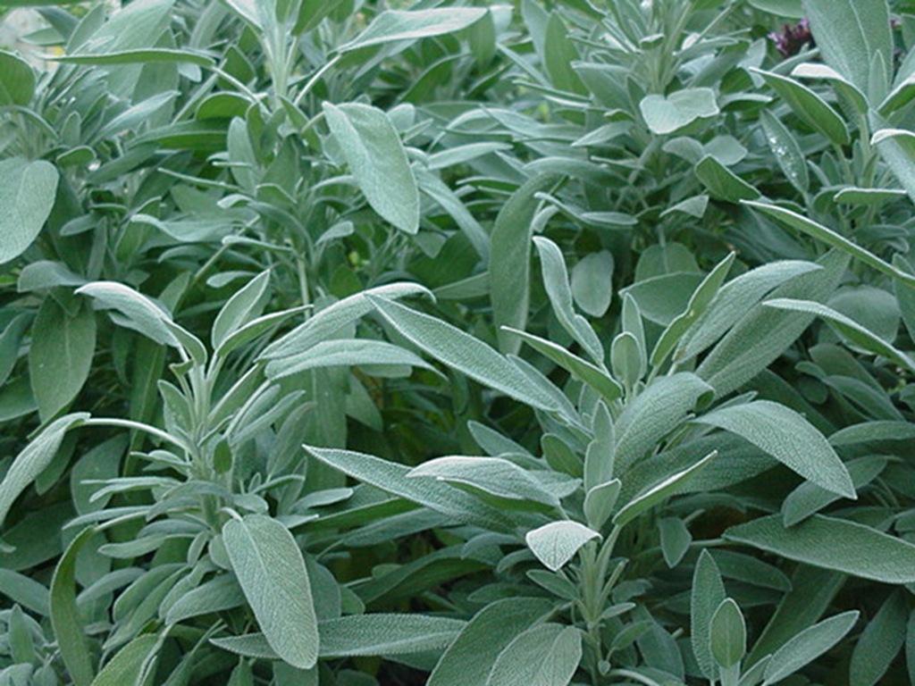 Sage - Pregnancy Nutrition