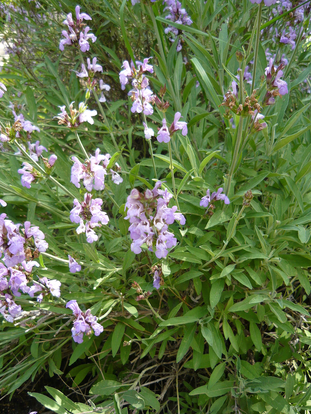 Salvia lavandulifolia - Pregnancy Nutrition
