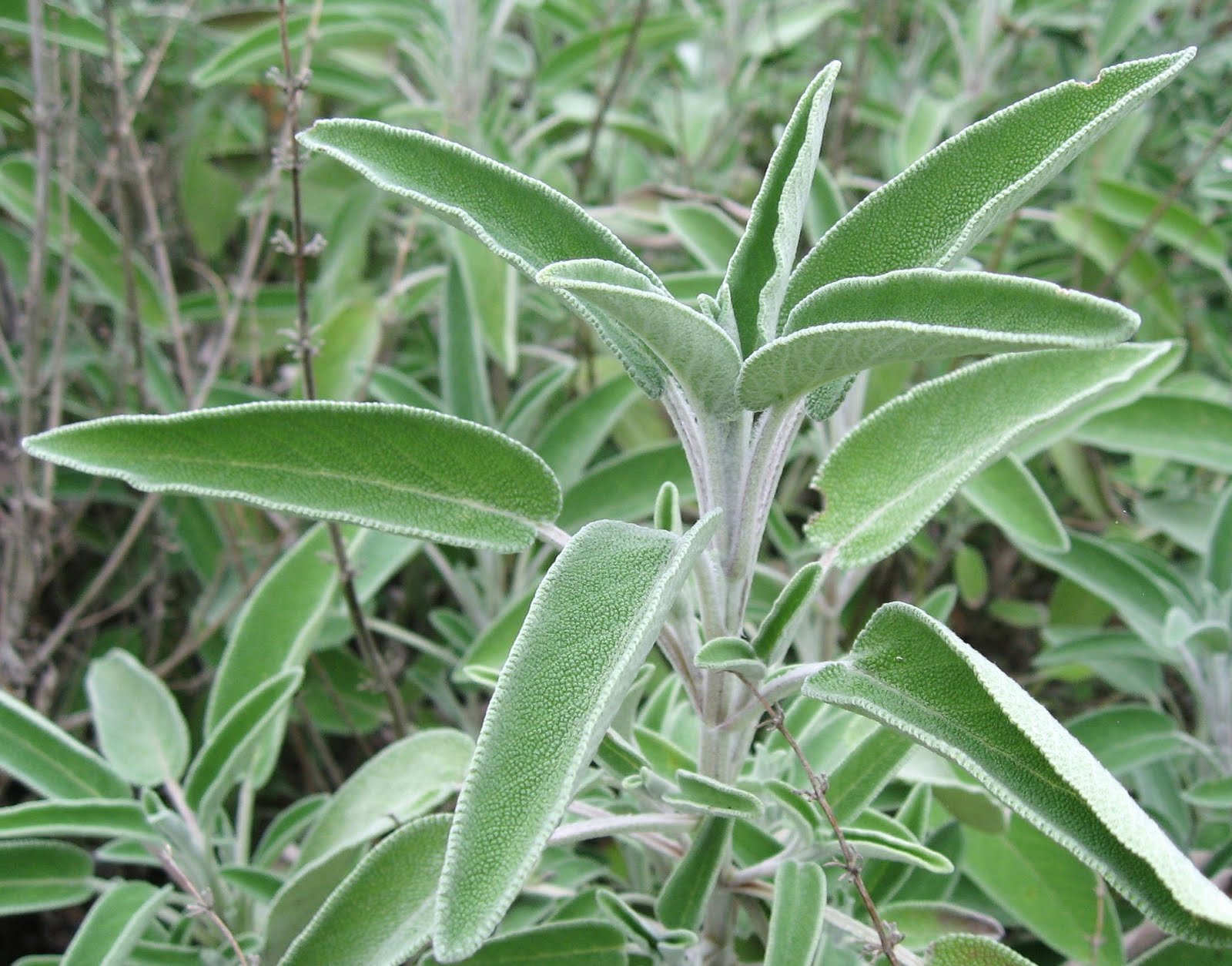 Salvia officinalis  - Pregnancy Nutrition