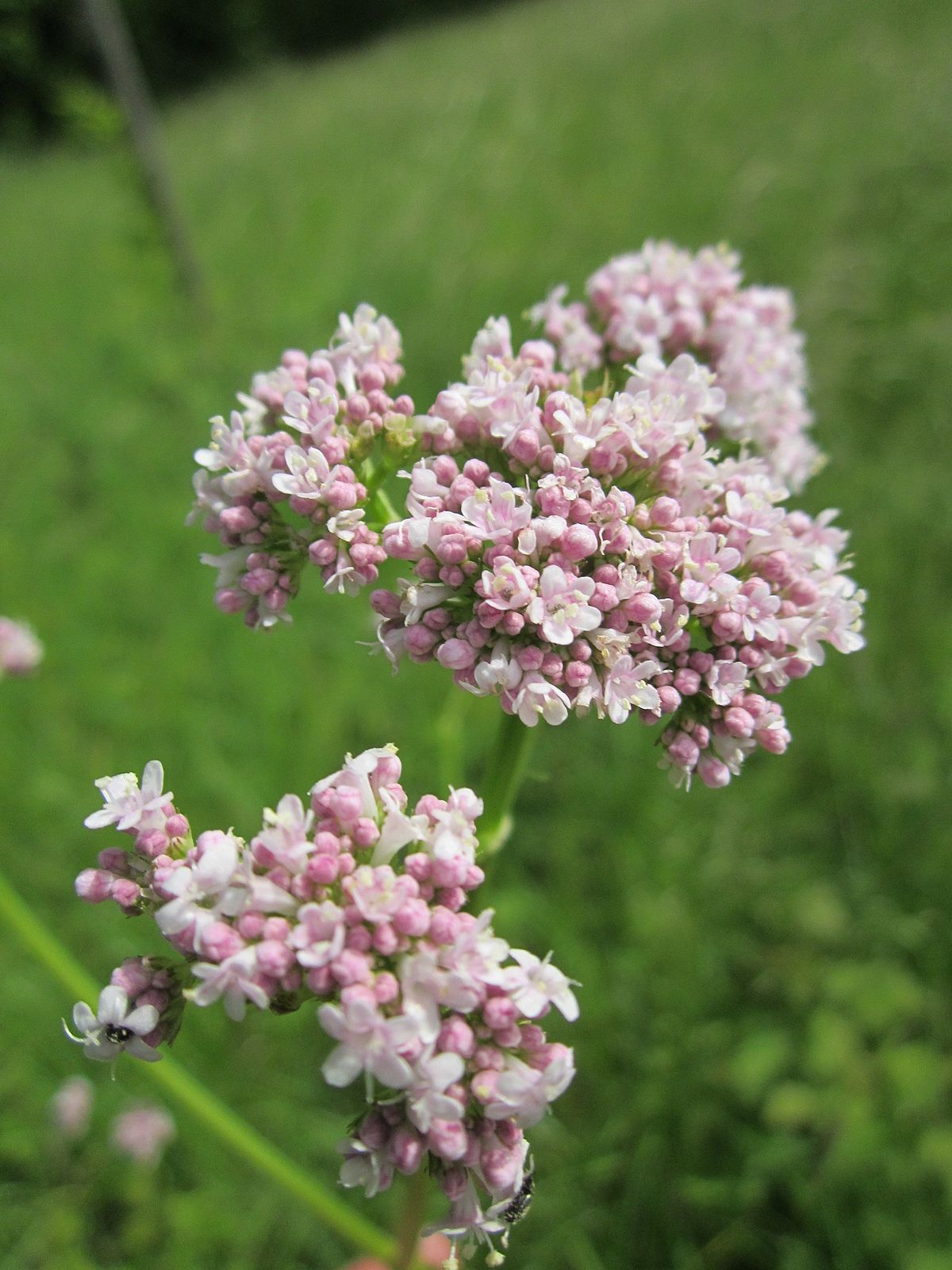 Valerian  - Pregnancy Nutrition