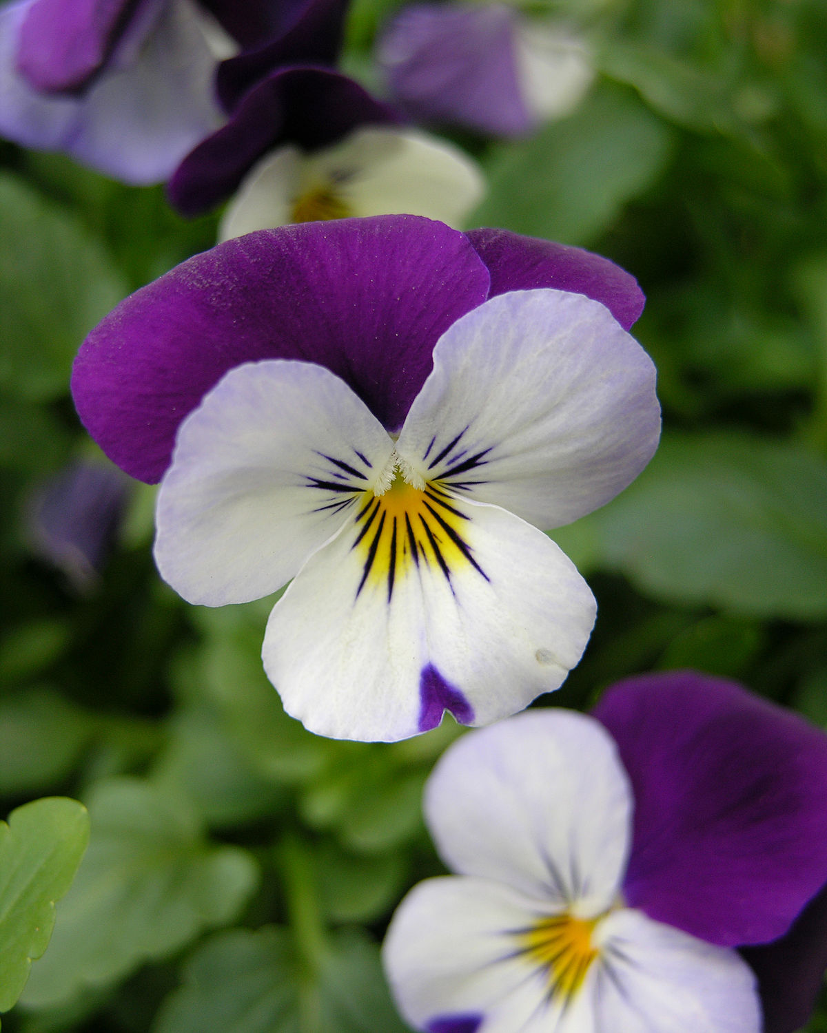 Viola Tricolor  - Pregnancy Nutrition
