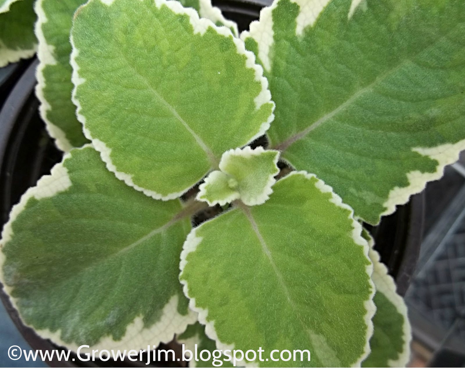 Oregano  - Pregnancy Nutrition