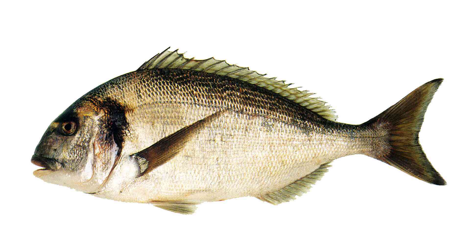 Dorade royale  - alimentation grossesse