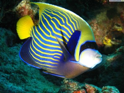 Empereur Saint-Pierre  - alimentation grossesse