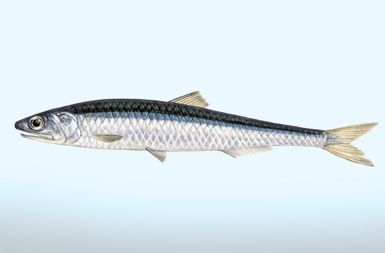Engraulidae  - alimentation grossesse