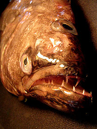 Flétan du Groenland ou Turbot américain  - alimentation grossesse