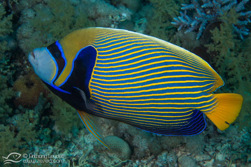Poisson-Empereur  - alimentation grossesse