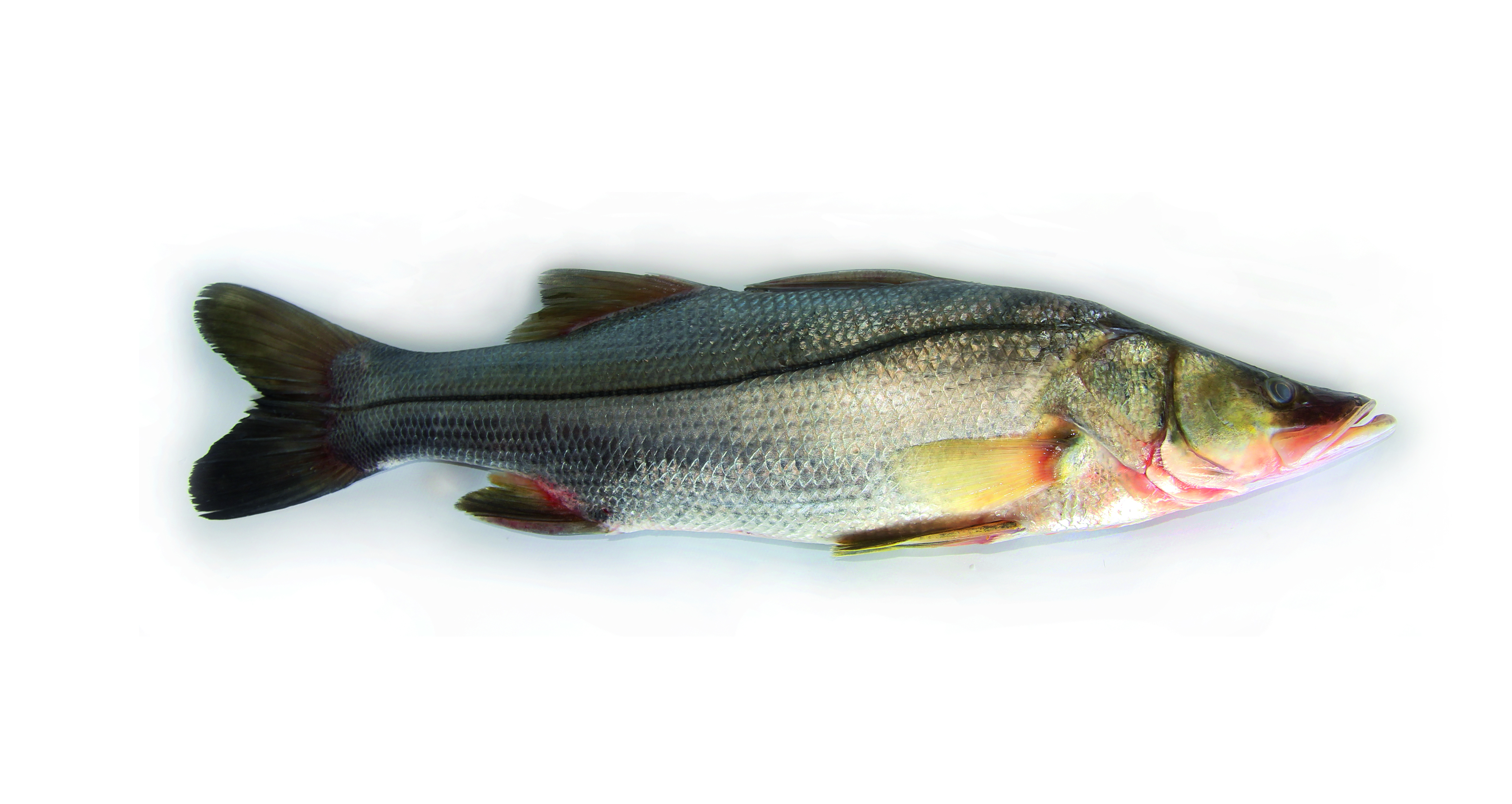 Loubine  - alimentation grossesse