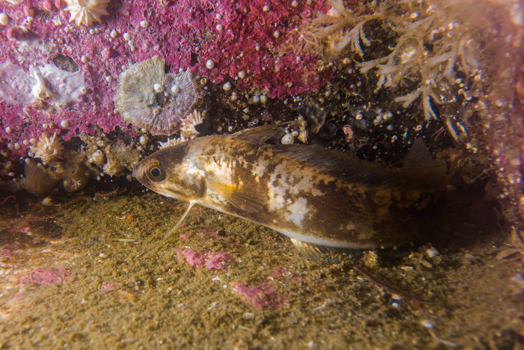 Merluche blanche  - alimentation grossesse