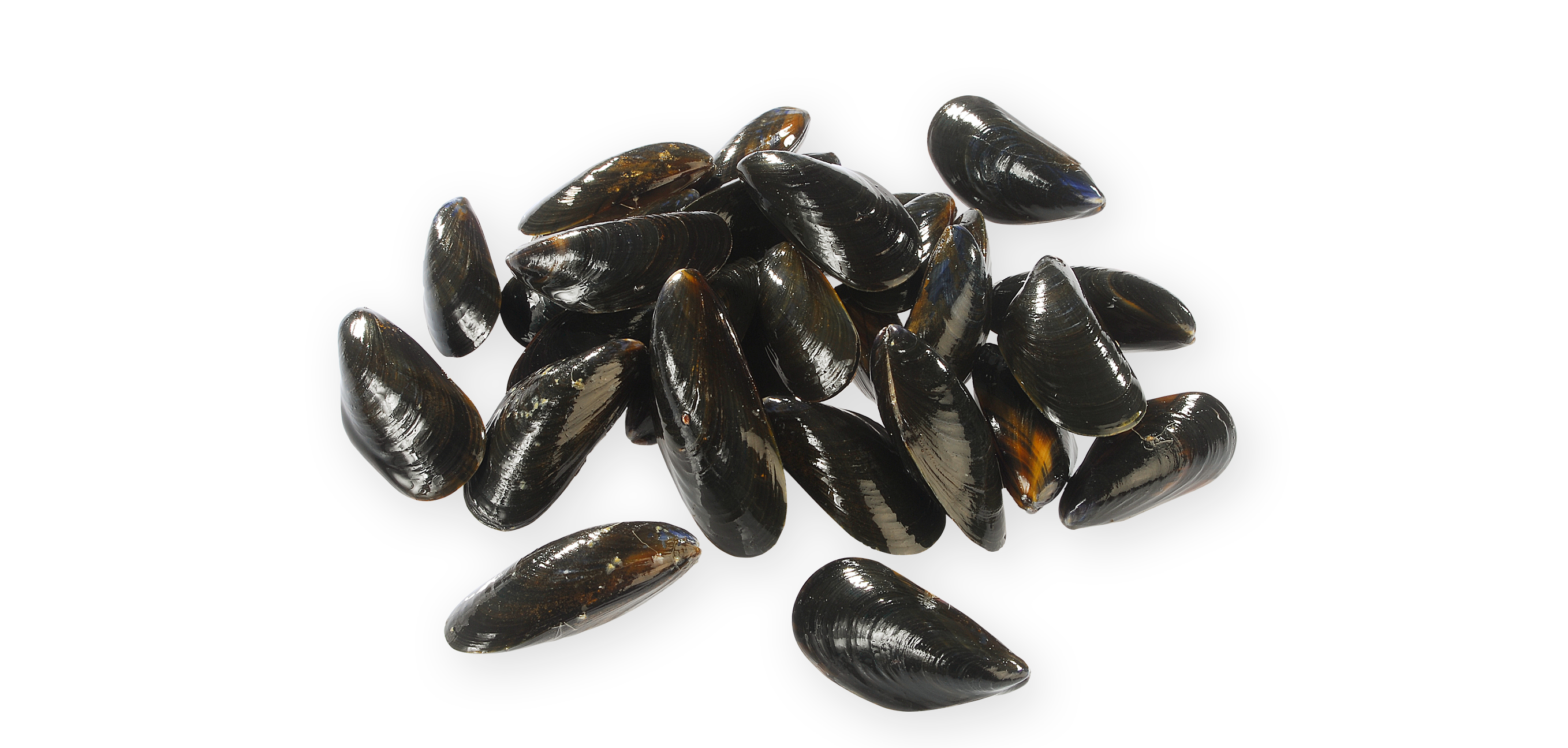 Moule  - alimentation grossesse
