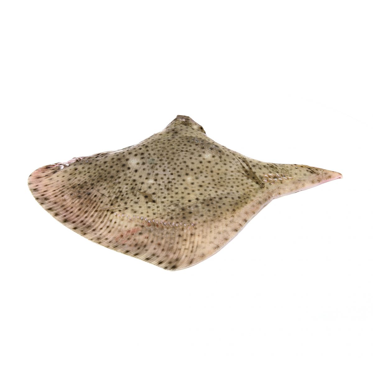 Pocheteau gris  - alimentation grossesse