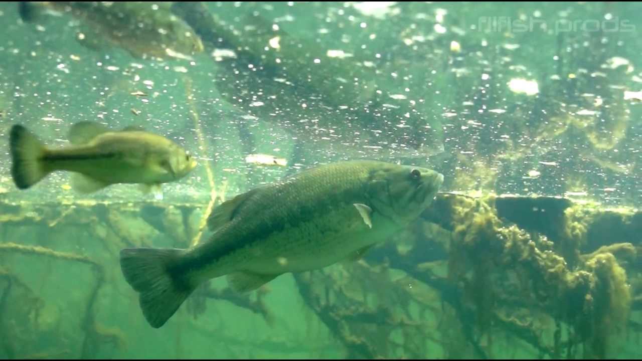 Poisson Sauvage  - alimentation grossesse