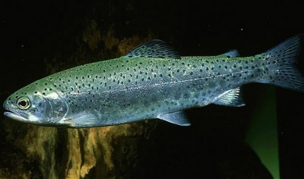 Truite de mer - alimentation grossesse