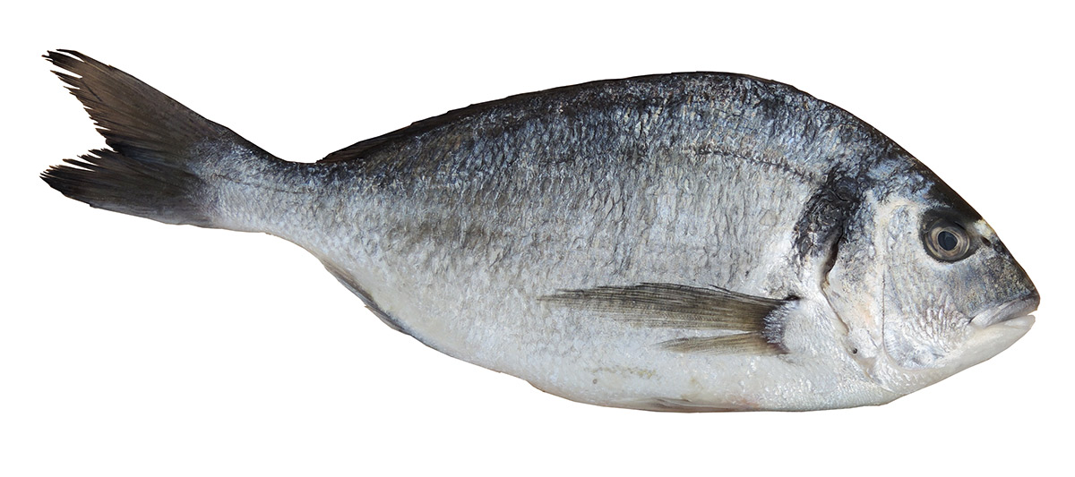 Dorade  - alimentation grossesse