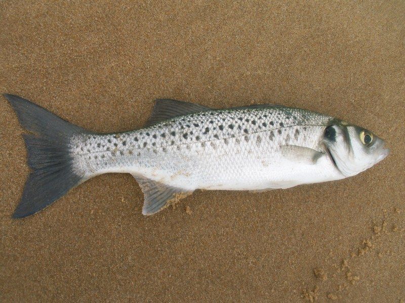 Bar tacheté  - alimentation grossesse