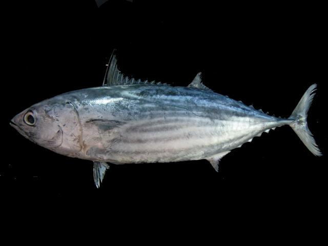 Bonite Katsuwonus  - alimentation grossesse