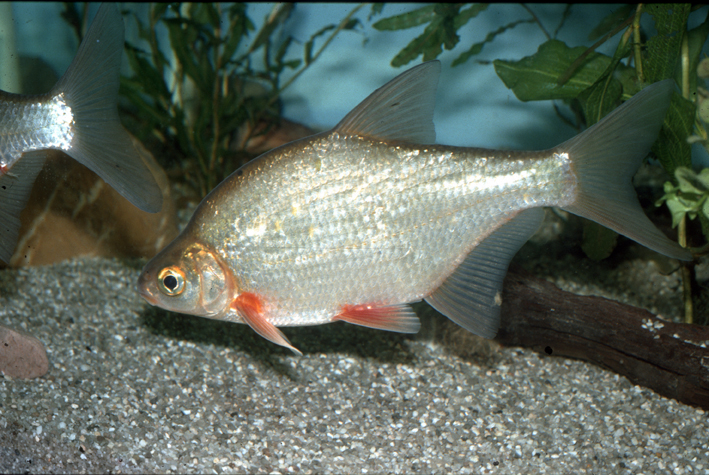 Brème bordelière - alimentation grossesse