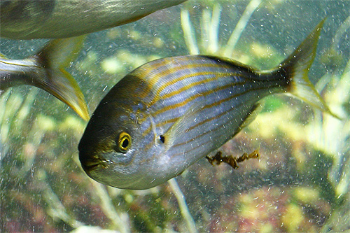 Brème de mer  - alimentation grossesse