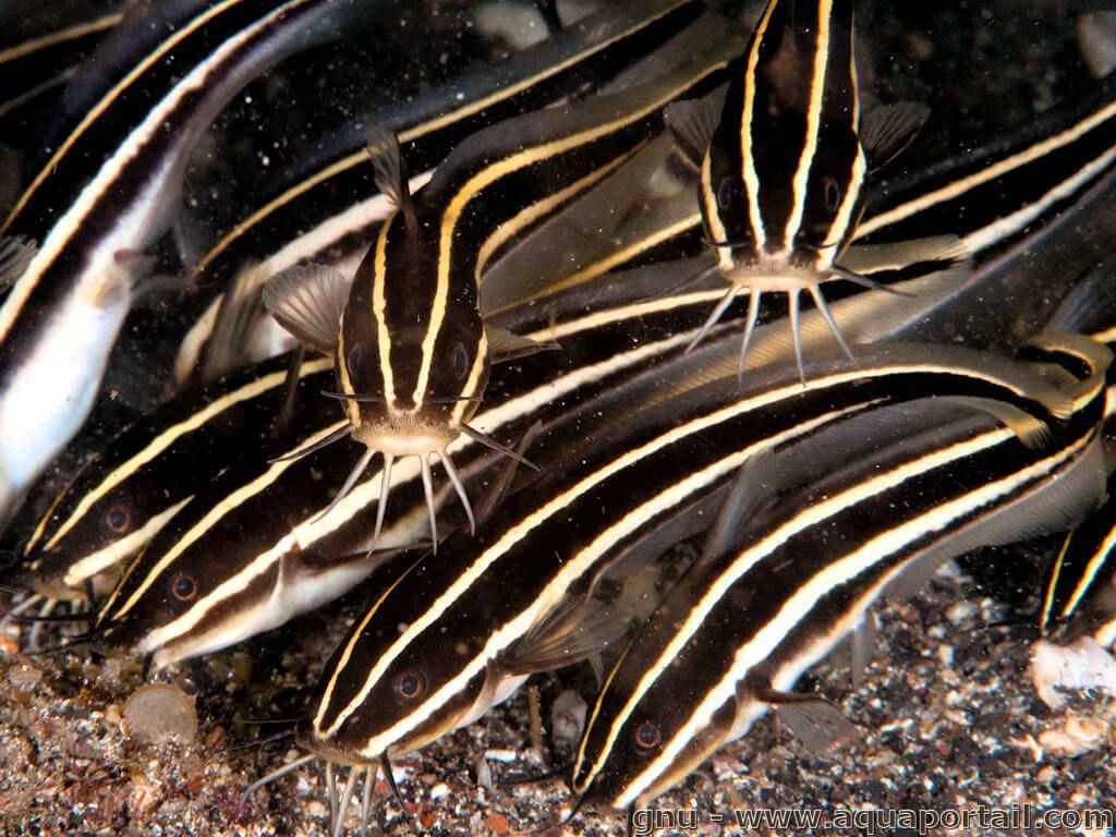 Chat de mer  - alimentation grossesse