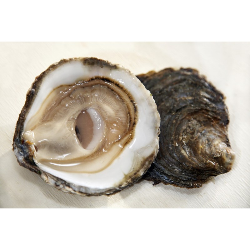 Flat oyster - Pregnancy Nutrition