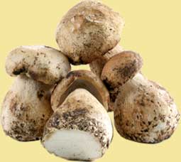 Porcini  - Pregnancy Nutrition