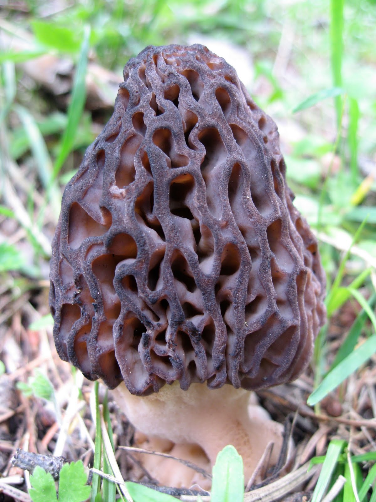 Morel  - Pregnancy Nutrition
