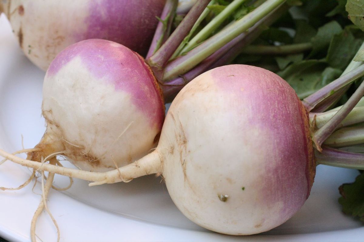 Turnips - Pregnancy Nutrition