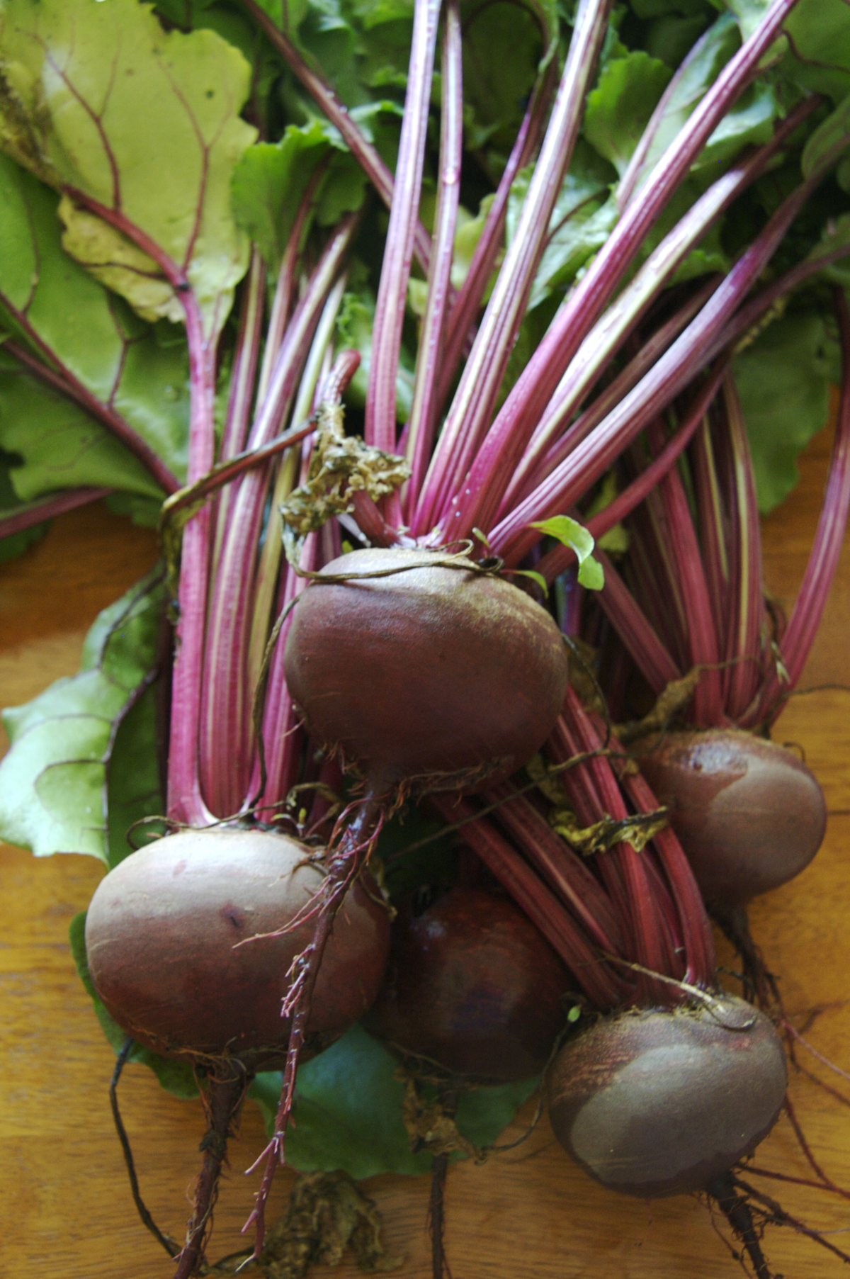 Beet - Pregnancy Nutrition
