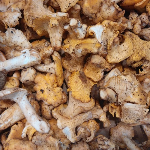 Pájaros  - Nutrición en el embarazo