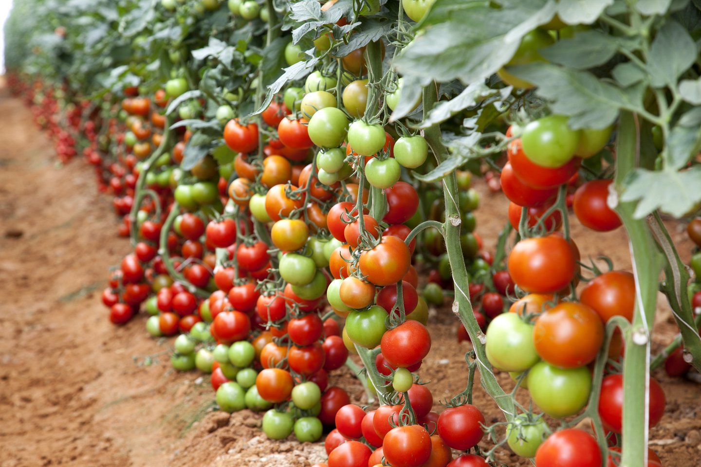 Pomodori  - Alimentazione in gravidanza